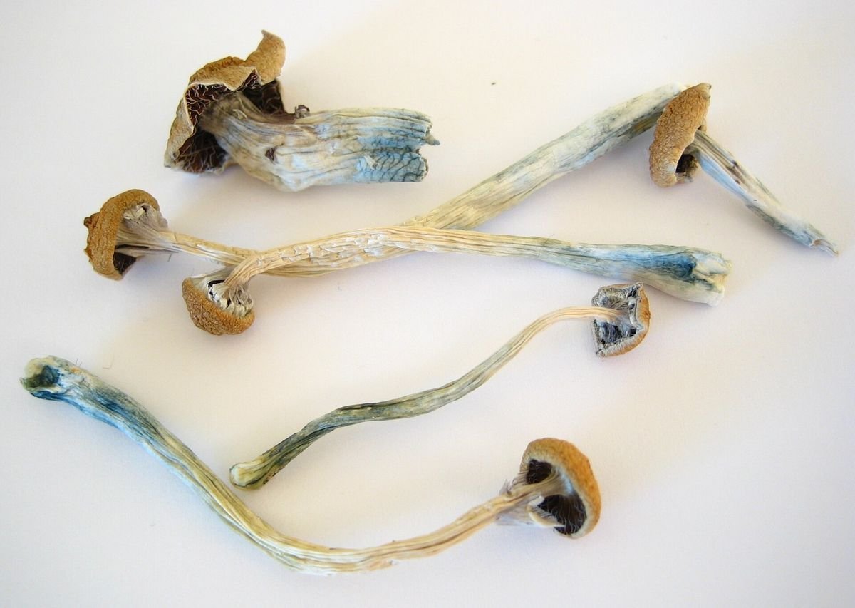 Dried mushrooms weighed before shipping
